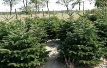 Гослесагентство подготовило к продаже более 360 тысяч новогодних елок