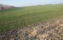 Компанию семьи Порошенко обвиняют в рейдерском захвате земли на Виннитчине - СМИ