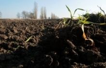 Яценюк вважає за необхідне продати на аукціоні мільйон гектарів державної землі