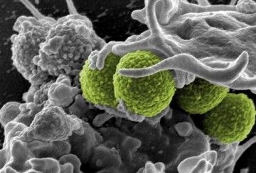 Ученые предложили уничтожать супербактерии вирусами