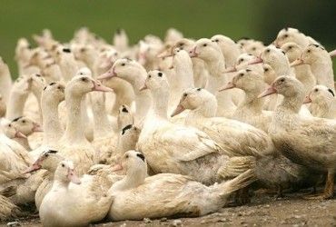 Международные эксперты обеспокоены вспышкой птичьего гриппа в Китае