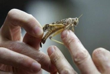 Історик розповіла, що їв Ісус Христос