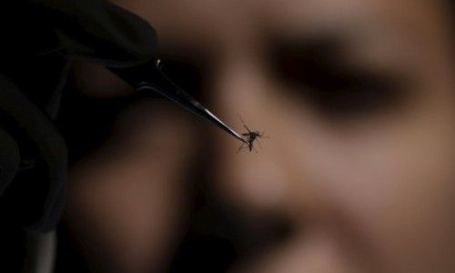 Епідемія вірусу Зіку: