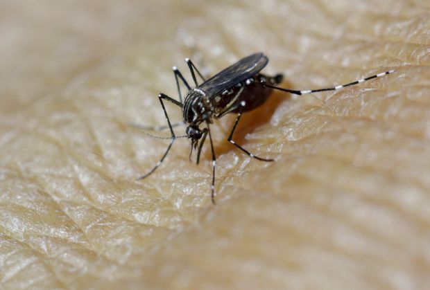 Комары обращают внимание на температуру тела / REUTERS