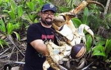 На острові Різдва турист виявив гігантського десятиногого рака (фото)