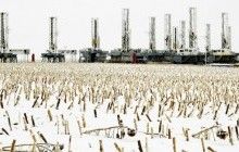 Ціни на нафту відновили зростання на заявах з ОПЕК