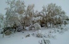 Пустыня Кызылкум покрылась снегом