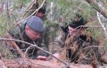 На Волині лісівники зафіксували 4 гектари всихаючих насаджень сосни (фото)