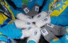 II зимові Юнацькі Олімпійські ігри відкрились урочистою Церемонією в Ліллехаммері