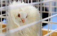 У Тернополі внаслідок пожежі на території гастролюючого цирку згоріло 10 дресированих голубів