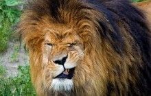 У Львівській області у звіринці лев покусав двох відвідувачів