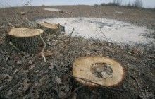 Зеленський підписав указ про збереження лісів