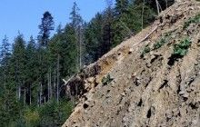 Кабмін хоче скасувати 10-річну заборону на експорт лісу - вніс до парламенту законопроект