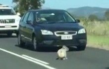 В Австралии коала парализовала движение на трассе (видео)