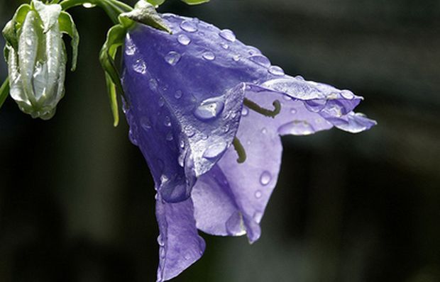proflowers.ru proflowers.ru