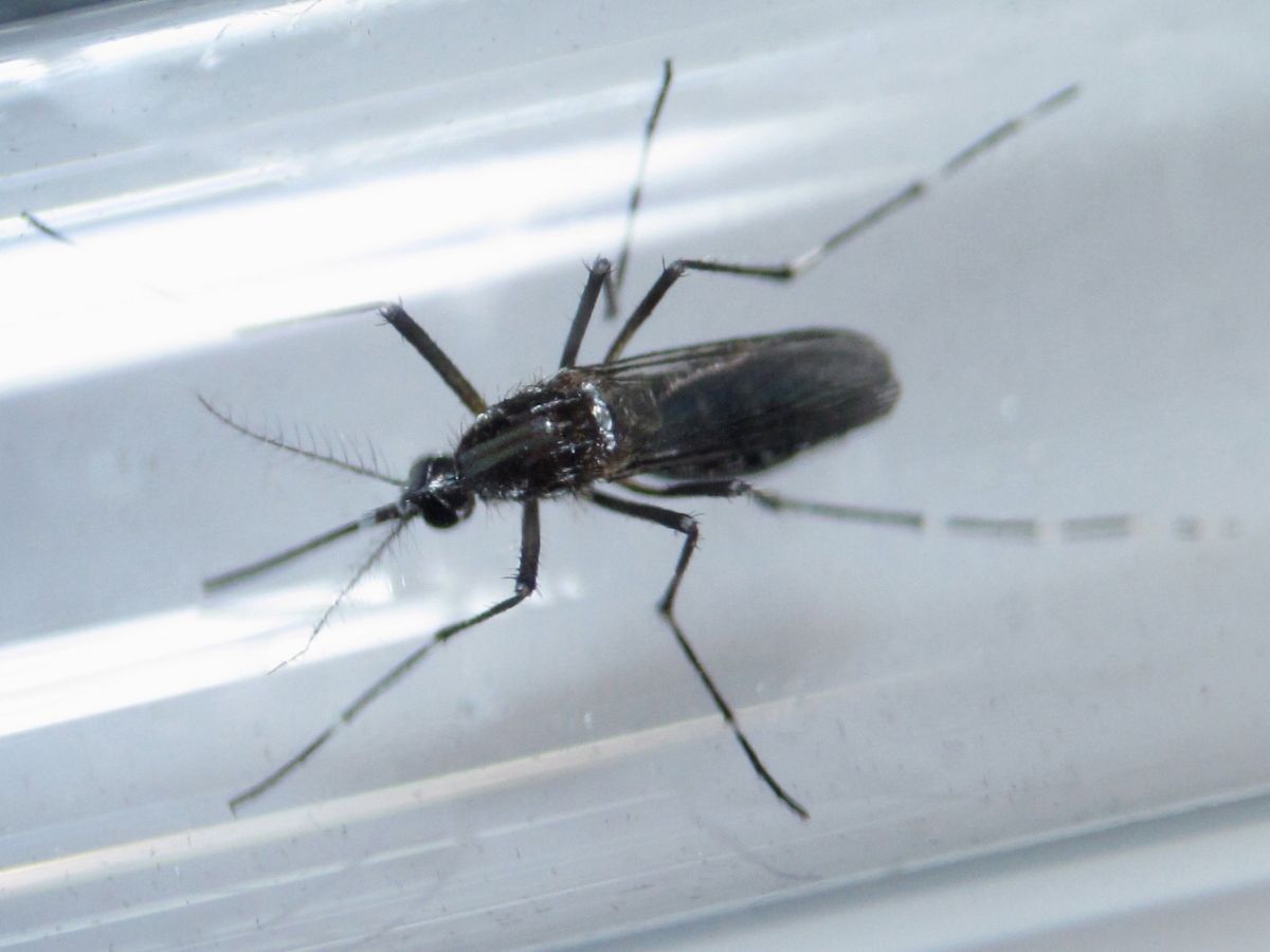 Малярия передается через укусы малярийных комаров / REUTERS