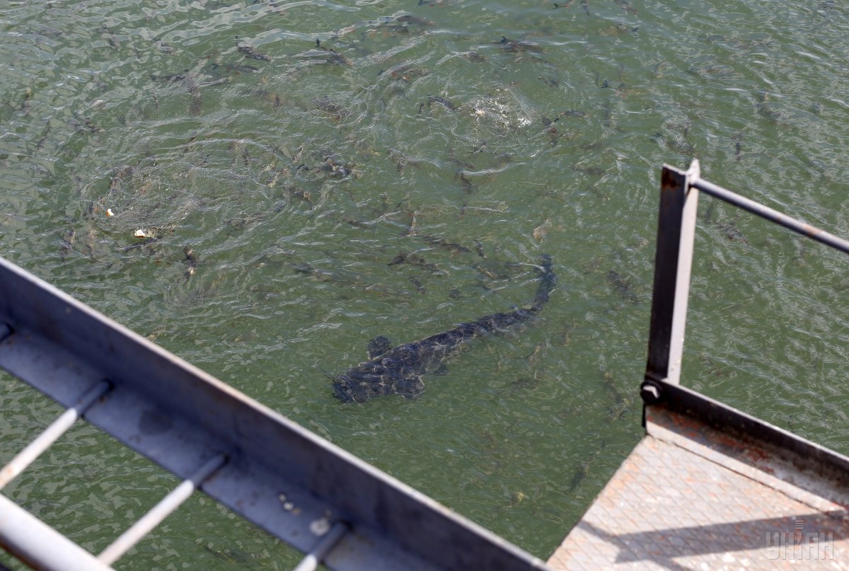 Catfish in the cooling channel of Chornobyl NPP / Photo from UNIAN