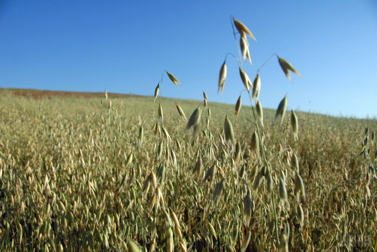 В області озимі зернові культури вийшли із зими непогано / фото УНІАН