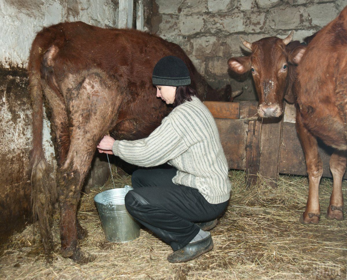 Гройсман: люди пусть растят скот, продают спокойно молоко / фото УНИАН