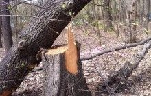 У Голосіївському парку Києва вирубали більше сотні дерев (фоторепортаж, відео)