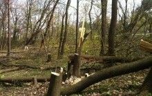 Масштабна вирубка дерев у Голосіївському парку: у КМДА розповіли про відкриття справи