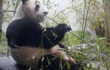 Британские ученые готовят доклад о сложности питания панд (фоторепортаж)