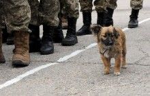 У Запорізькій області у частині до смерті забили військового