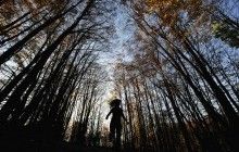 Гослесагентство намерено до конца апреля посадить деревья на площади 32 тыс. га