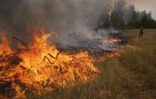 Гринпис: В России горит более миллиона гектаров леса
