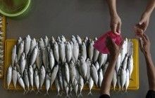 Запуск рыбного патруля по всей Украине обойдется в 200 миллионов