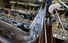 Поліція затримала екс-директора рибокомбінату на Курилах після скарги працівників Путіну