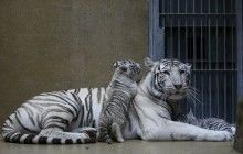 Чешский зоопарк показал редких белых тигрят (фоторепортаж)