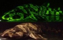 Ученые взглянули на мир глазами акулы