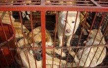 Американські волонтери врятували понад 200 собак з м'ясної ферми у Південній Кореї