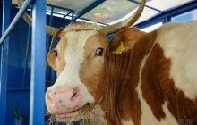 Кабмин предлагает Раде сократить пошлину на экспорт живого скота до 3%