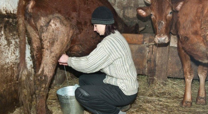 Україна увійшла в десятку найбільших експортерів молочної продукції