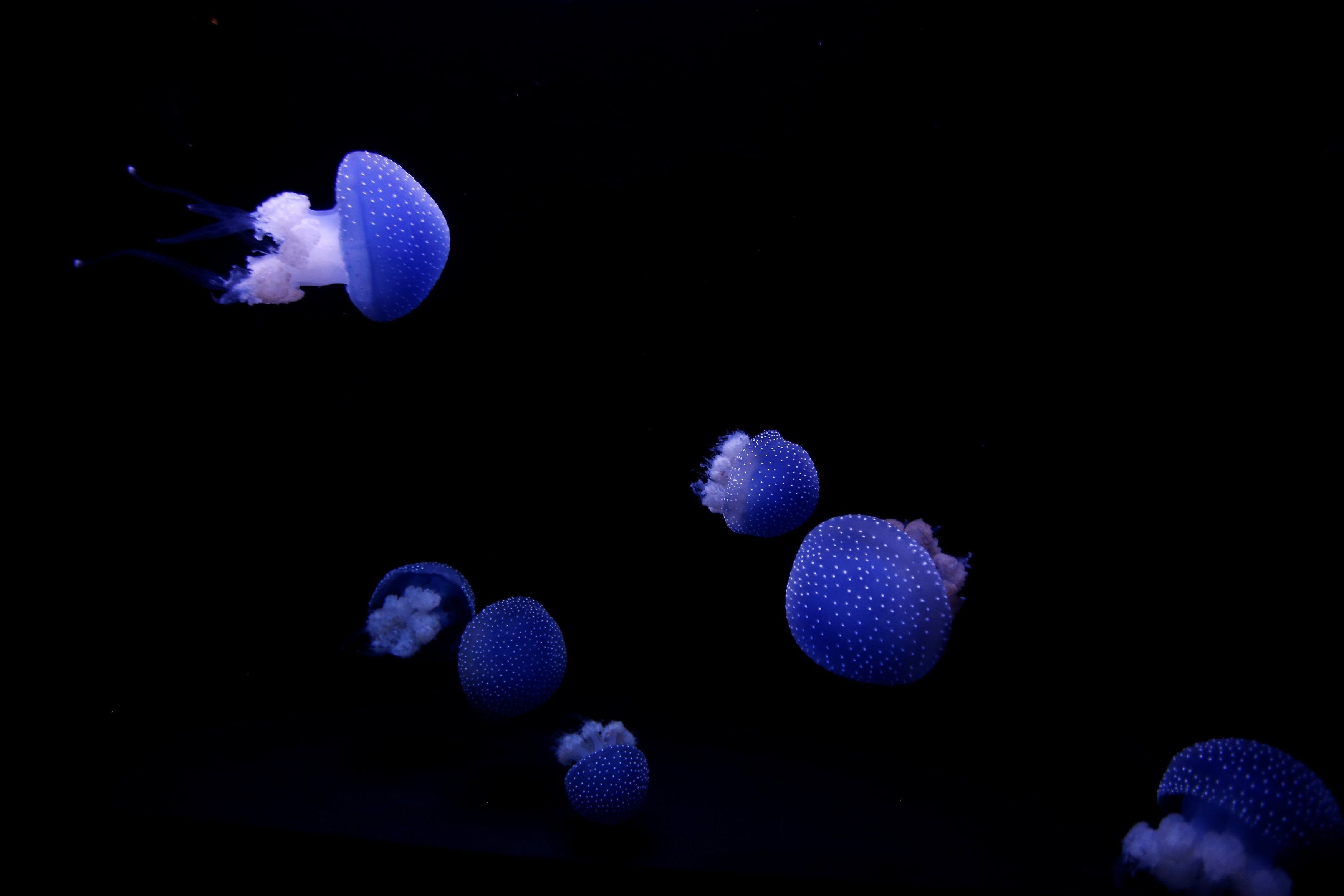 Медузи є частиною однієї з найдавніших груп тварин, що коли-небудь існували на Землі / фото REUTERS Медузи є частиною однієї з найдавніших груп тварин, що коли-небудь існували на Землі / фото REUTERS