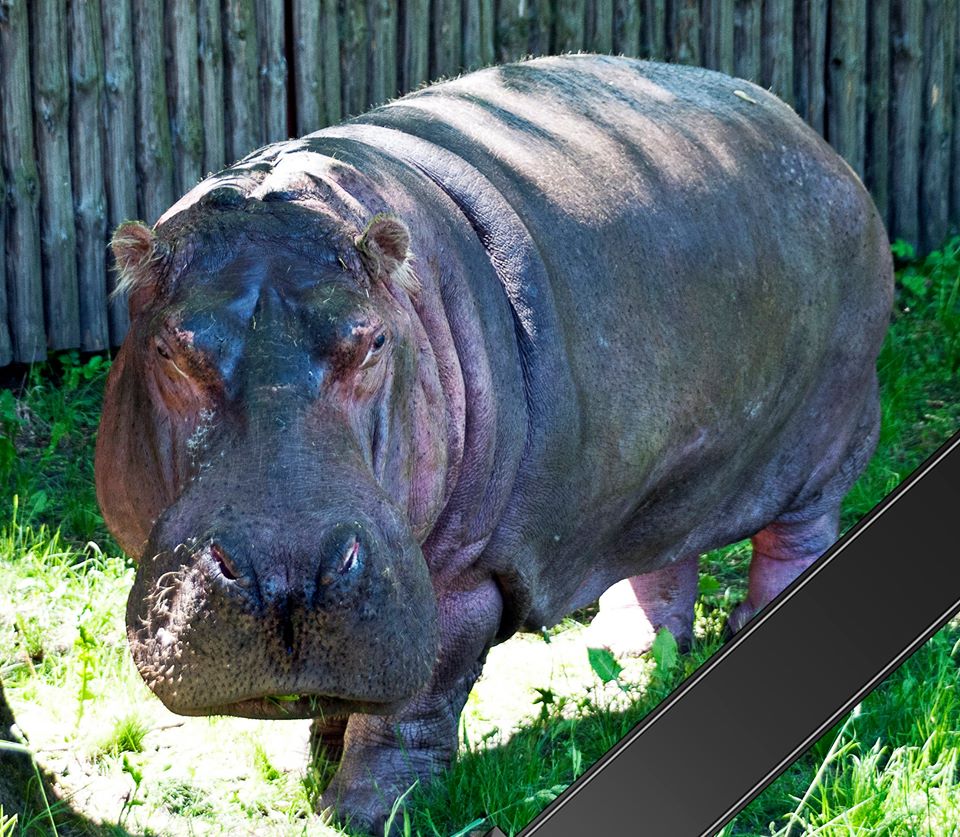 У Київському зоопарку померла найстаріша бегемотиха у світі/ facebook.com/kiev.zoo.ua У Київському зоопарку померла найстаріша бегемотиха у світі/ facebook.com/kiev.zoo.ua