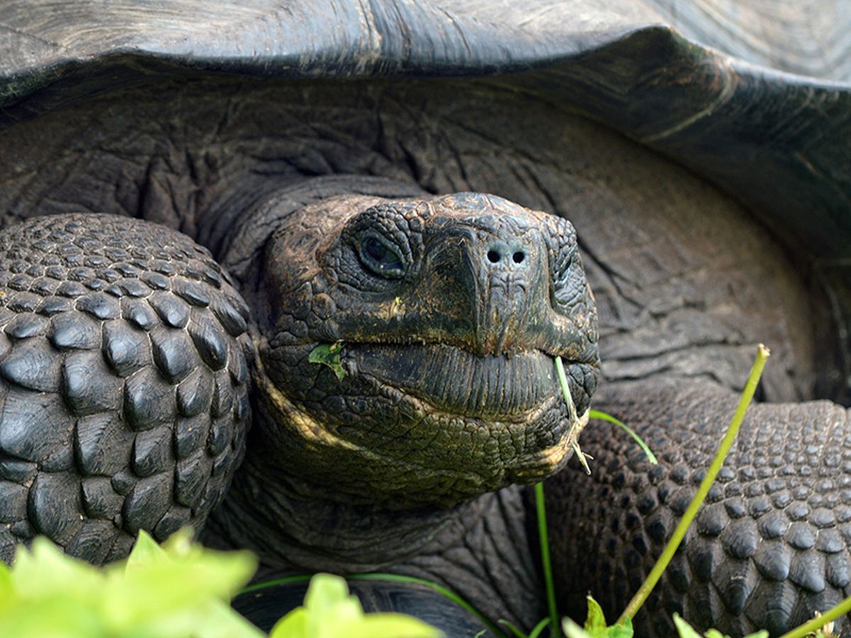 В сети 'похоронили' самое старое животное в мире: сколько ему лет