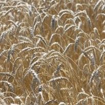 Ukraine has opportunity to boost grain exports to Saudi – media