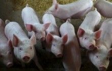 В Одесской области сгорела ферма, поросят удалось спасти