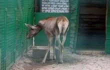 У Дніпропетровську ліквідують зоозону на Монастирському острові