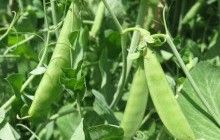 Ukraine may see record high peas yield in last decade – expert