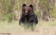У Фінляндії дикий ведмідь вибіг прямо на фотографа, який знімав птахів (фото)