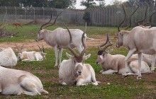 Вчені констатують остаточне зникнення антилопи Аддакс в Лівійській пустелі