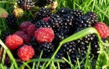 Ukrainian fruit growers seek state support