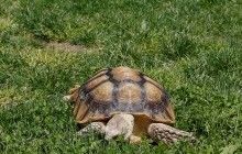 Незвичайні вакансії Нью-Йорка: за 10 доларів на годину вигулюють величезну черепаху (фоторепортаж)