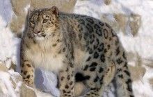 Охранный статус снежного барса сменили с "исчезающего" на "уязвимый"