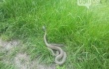 В Днепропетровске жители обнаружили огромную змею (фото)