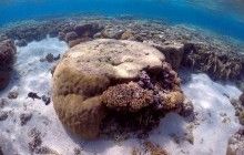 Коралловый риф у берегов Австралии снова пережил массовое вымирание